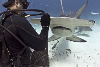 Diver Feeds Shark