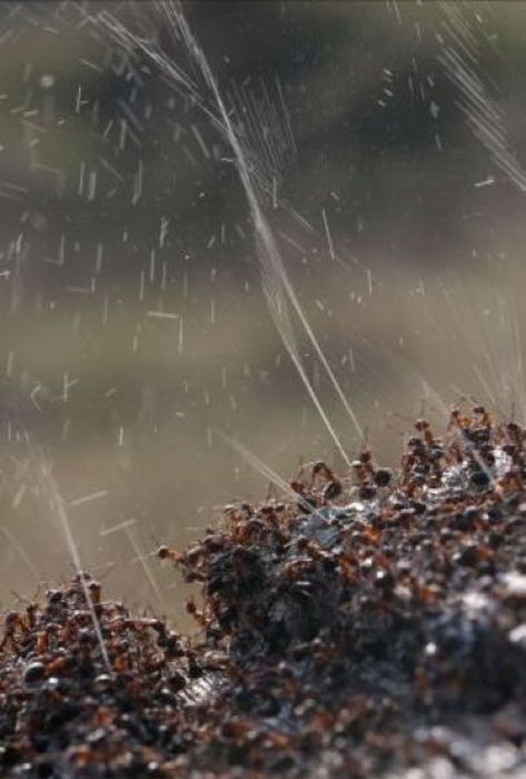 How Ants Protect Themselves Against Birds