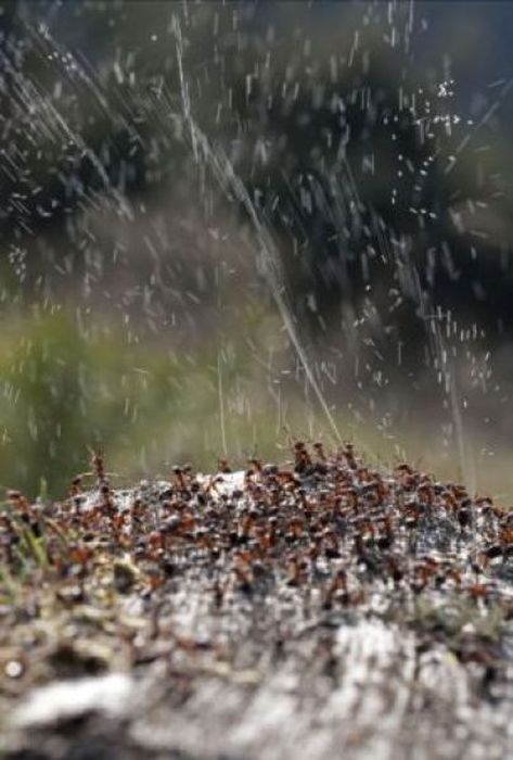 How Ants Protect Themselves Against Birds