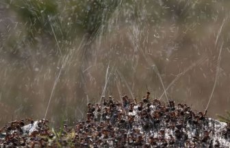 How Ants Protect Themselves Against Birds