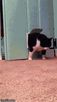 Daily GIFs Mix, part 429