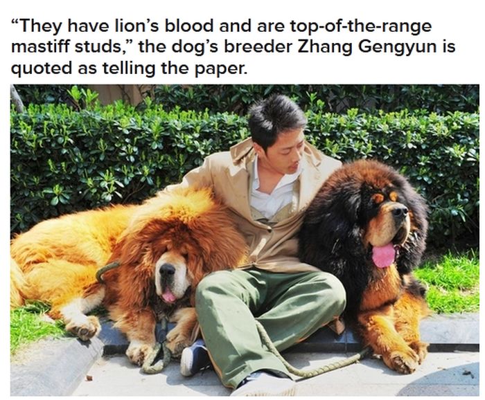 World’s Most Expensive Dog