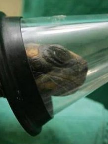 Caesarean Section for a Turtle