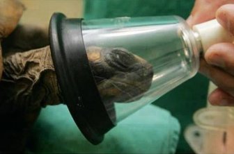 Caesarean Section for a Turtle