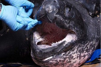 Leatherback Turtle's Mouth