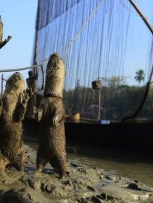 Fishing with Otters