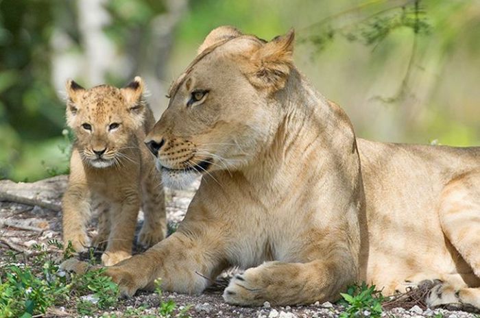Zoo Miami's New Lion Cub K'wasi