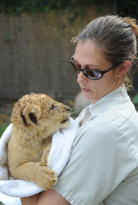 Zoo Miami's New Lion Cub K'wasi