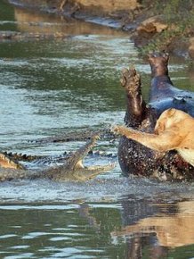 Lioness vs Crocodile