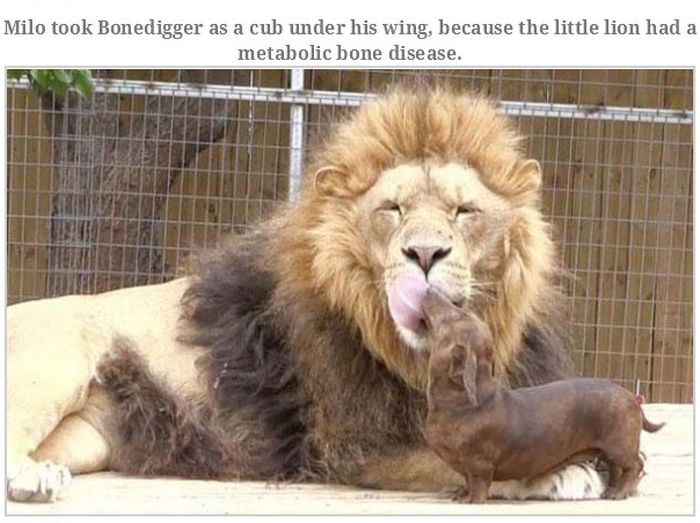 Incredible Animal Stories