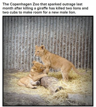 The Copenhagen Zoo Continues to Slaughter Animals