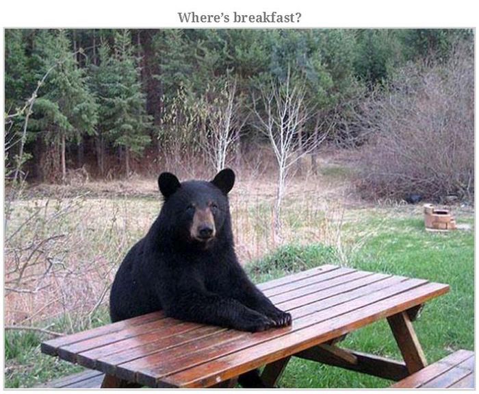 Bears Doing Weird Things