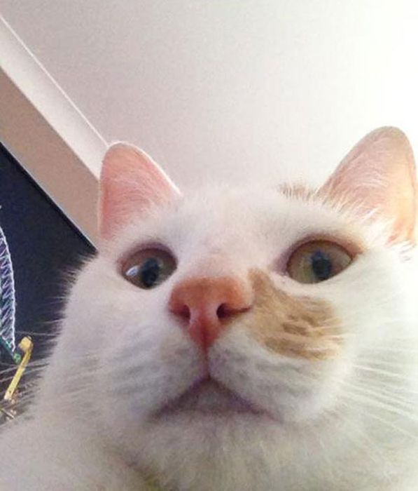 Cats Taking Selfies