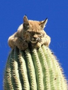 Bobcat Climbs for Its Life 