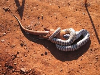 Scary Creatures Living in Australia