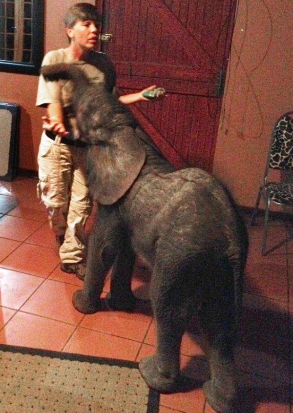 Lost Baby Elephant
