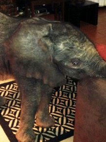 Lost Baby Elephant