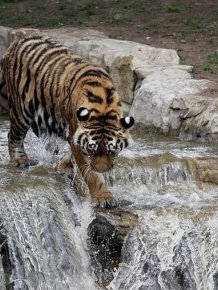 Tiger Jumps Down 