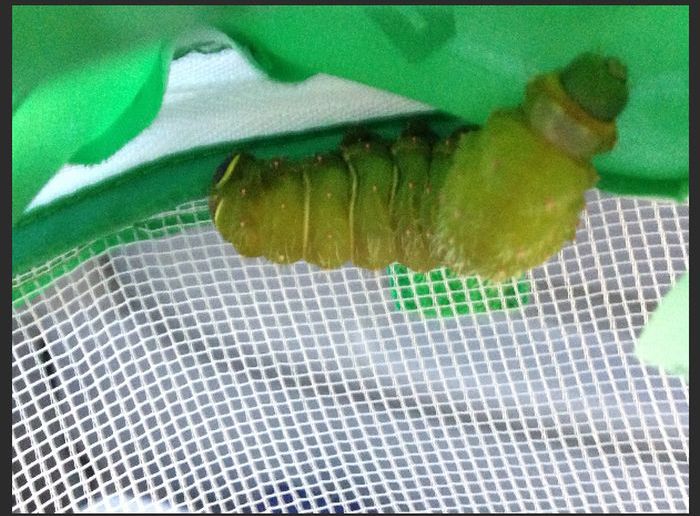 What Comes Out of This Caterpillar