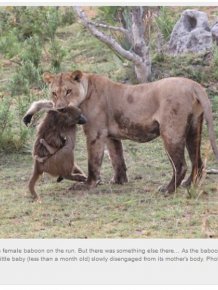Baby Baboon’s Encounter with Lions