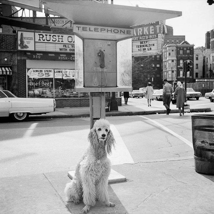 1950s Street Photos of NYC and Chicago