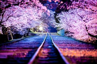 Japanese Cherry Blossom Photos