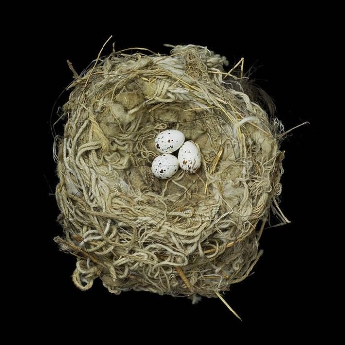 Nests 
