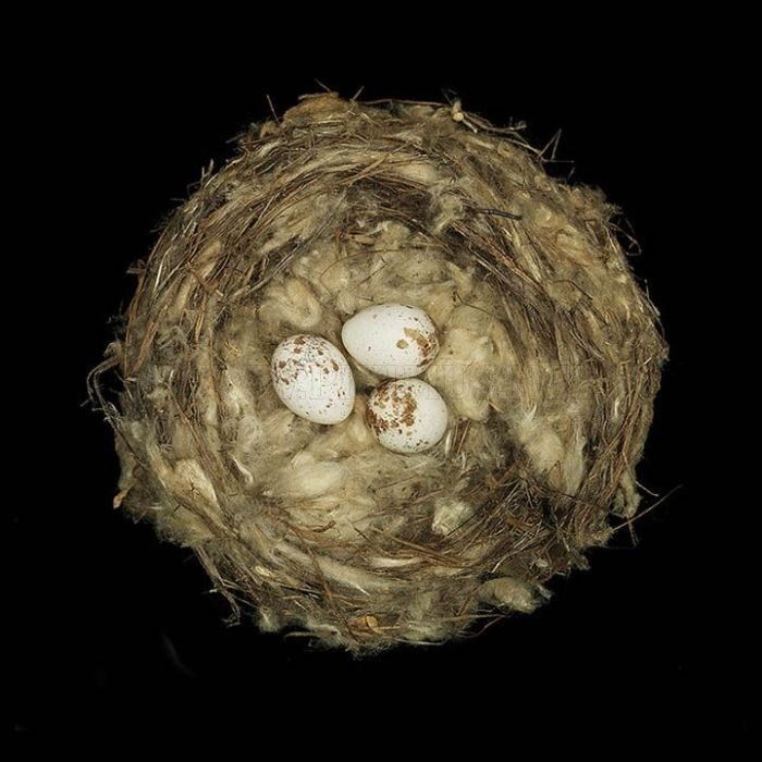 Nests 