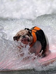 Surf Dog Championship 2011 