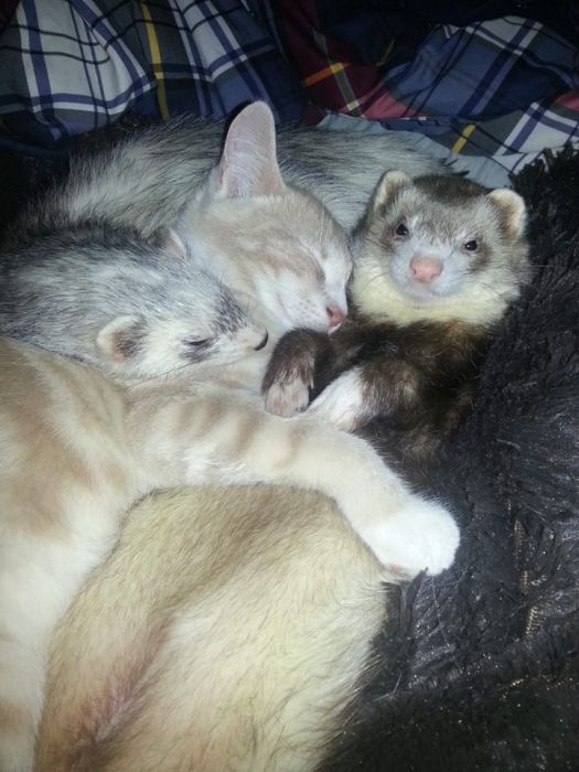 Kitten and Ferrets