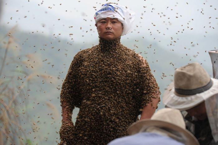 460,000 Bees