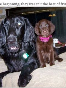 Blind Family Dog and Their New Puppy