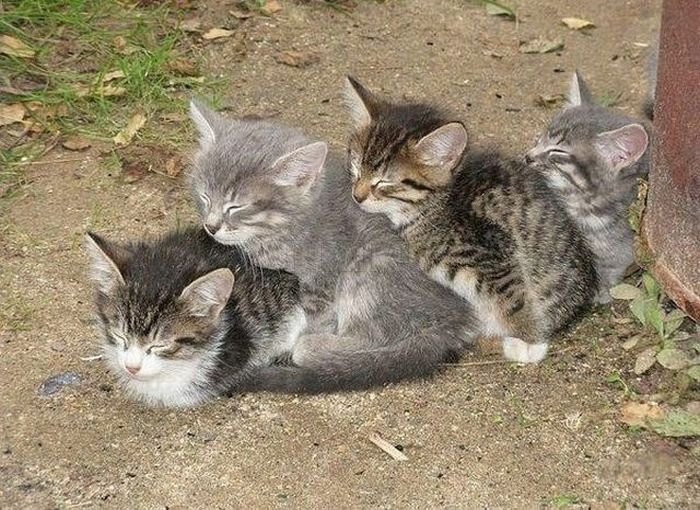 Cute Kittens 