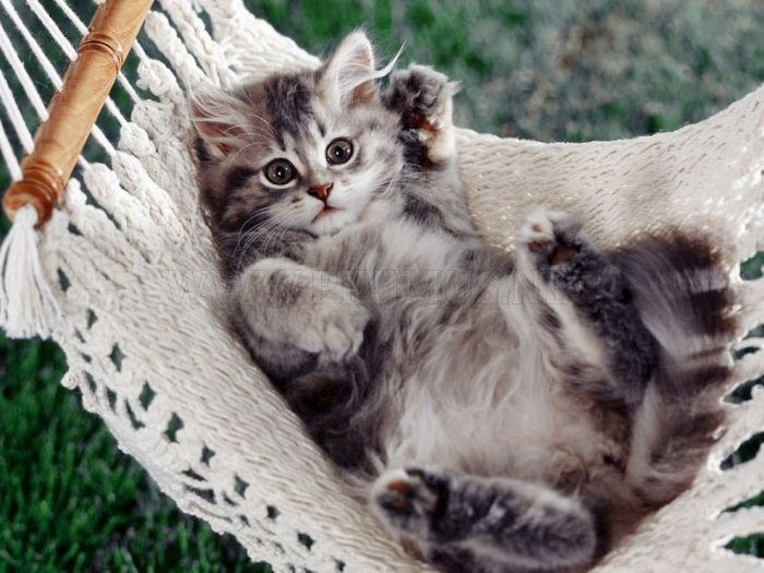 Cute Kittens 