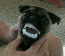 funny dogs funny gif