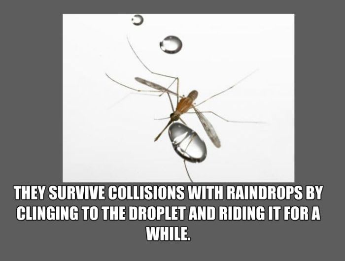 Facts About Mosquitos