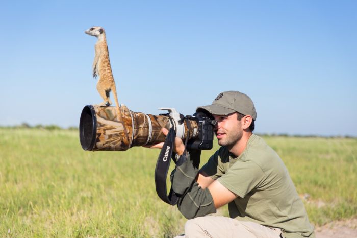 Posing Meerkats