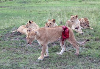 Rescuing a Wounded Lioness