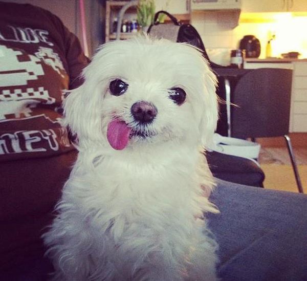 Funny animals, lost control of their tongue