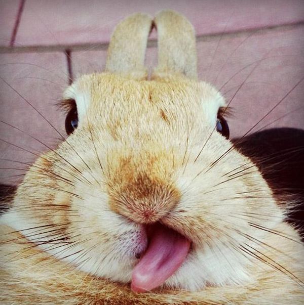 Funny animals, lost control of their tongue