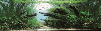 Beautiful Aquariums 