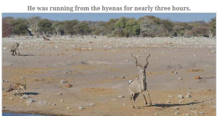 Antelope Escapes Hungry Hyenas