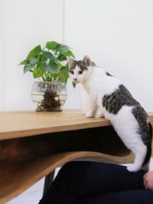 This Table Has Built In Tunnels For A Cat