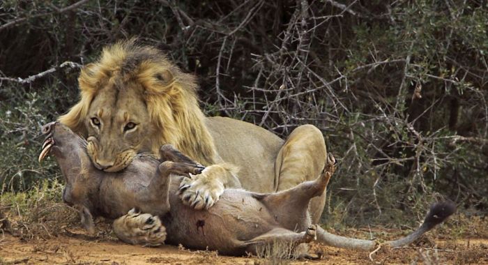 Image result for lion warthog