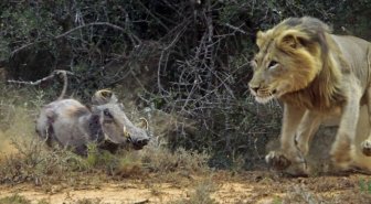 See A Lion Battle A Warthog In These EPIC Pics