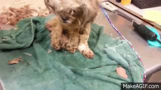 This Dog Was Thrown In A Trash Can, See What Happened To It After