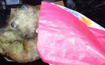 This Dog Was Thrown In A Trash Can, See What Happened To It After