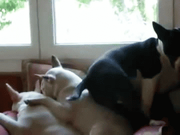 Daily GIFs Mix, part 453