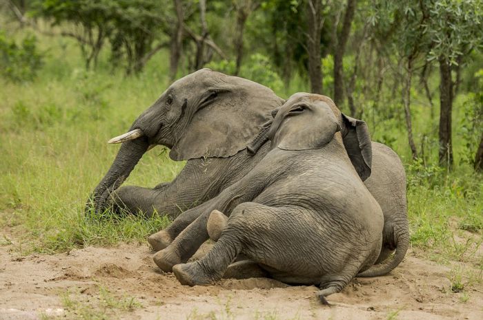 Are These Elephants Drunk Or Just Tired?