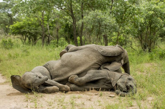 Are These Elephants Drunk Or Just Tired?